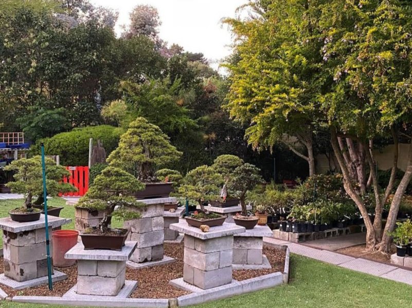 Bishopsford Bonsai Nursery, South Africa