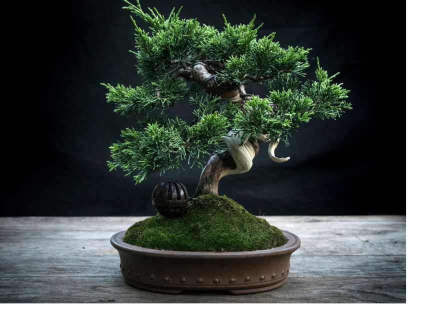 Japanese Bonsai