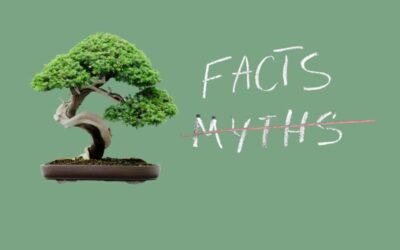 Bonsai Misconceptions and Myths: Separating Fact from Fiction