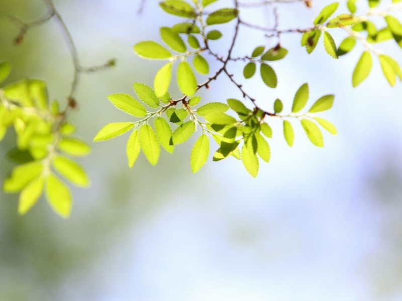 Natural green leaves of Chinese elm trees.