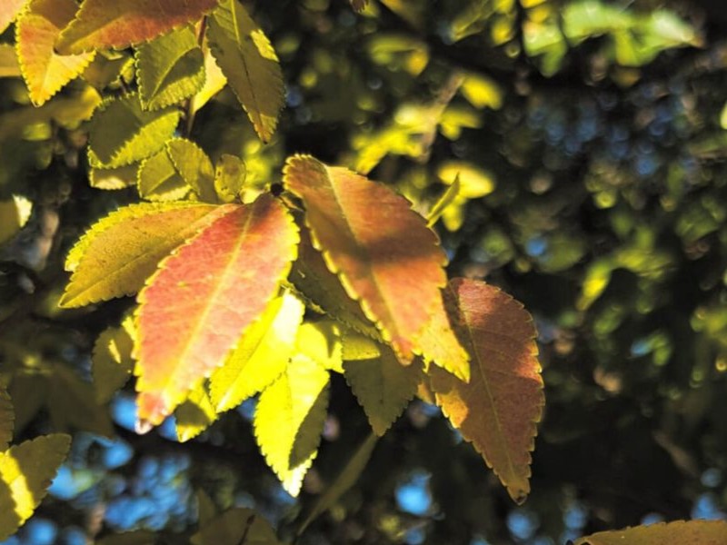 Yellow-brown leaves of Chinese elms during autumn months.