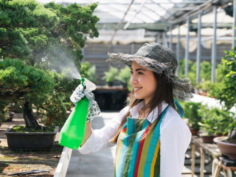 A woman spraying a bonsai tree