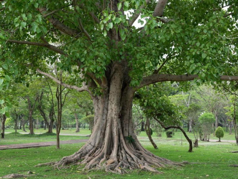 Ficus tree in nature.