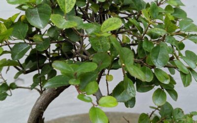 Caring for Sageretia theezans (Sweet Plum)