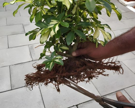 An individual handling the roots of hawaiian umbrella bonsai carefully
