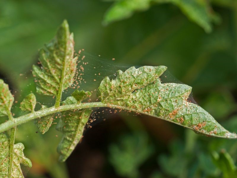 Spider mites infestation