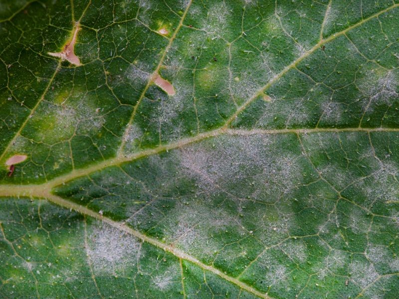 A leaf infected by powdery mildew