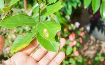 Common Bonsai Pests and How to Deal with Them