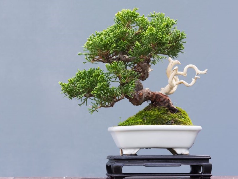 Bonsai Pine Tree in a Pot