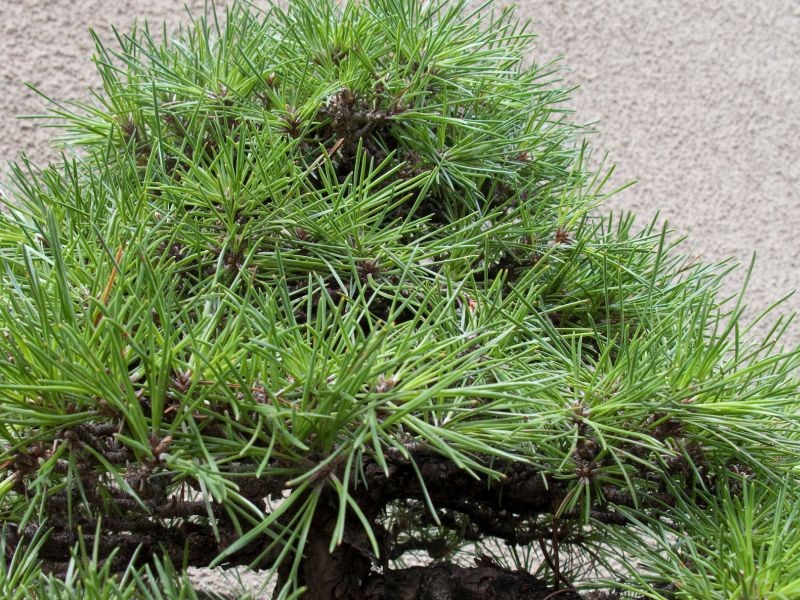 A Black Pine bonsai