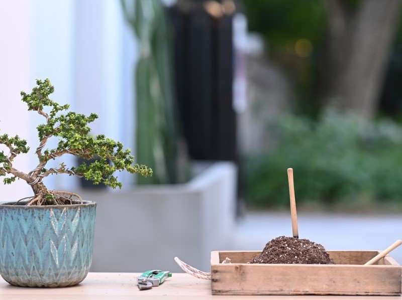 Planting and Repotting a Bonsai