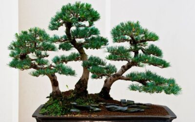 A Complete Guide to Caring for Pine Bonsai Trees