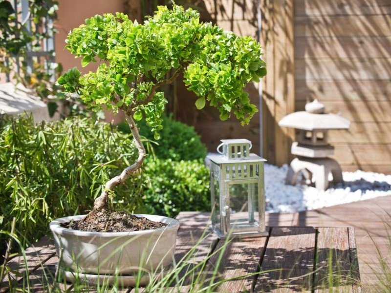 Bonsai on a Zen garden at home