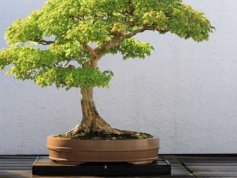 Trident Maple Bonsai at National Bonsai & Penjing Museum