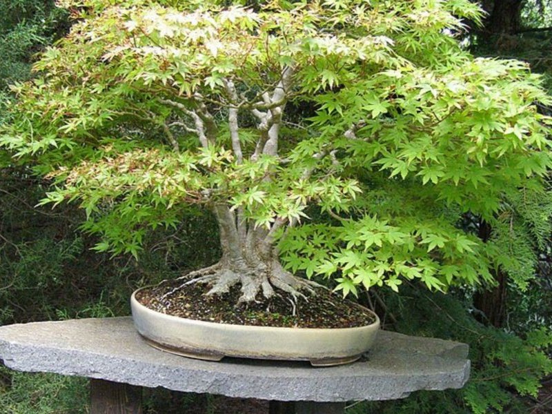 Bonsai exhibited in the Botanical Garden Prague, Troja