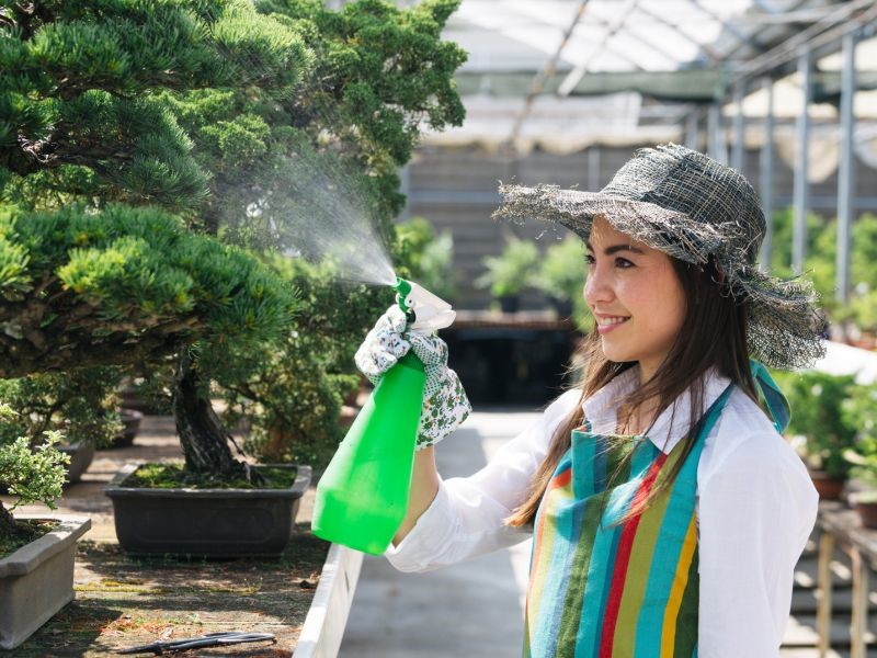 Gardening spraying on a bonsai tree