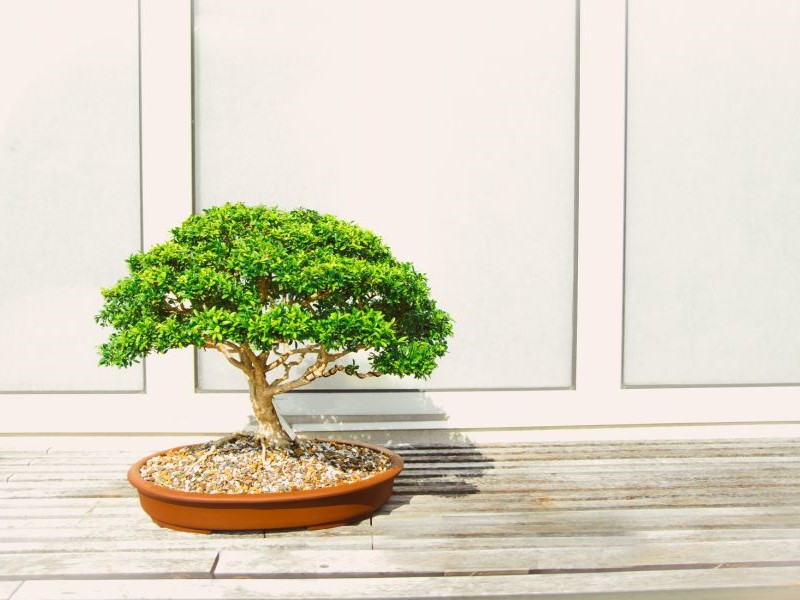 Bonsai tree outdoors