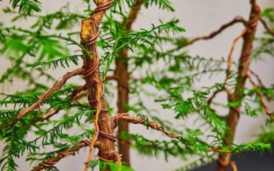 Cypress Bonsai Species: A Complete Care Guide