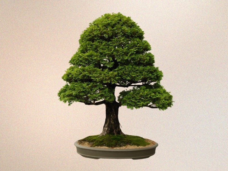 Hinoki Cypress Bonsai in Upright Style