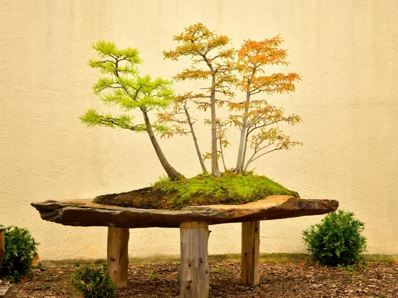 A Bald Cypress Bonsai