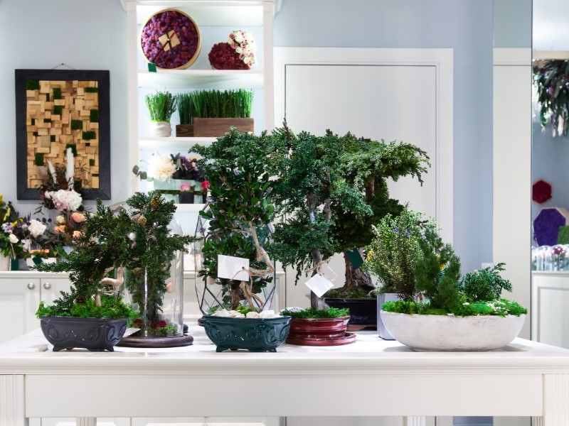 Bonsai trees on the table