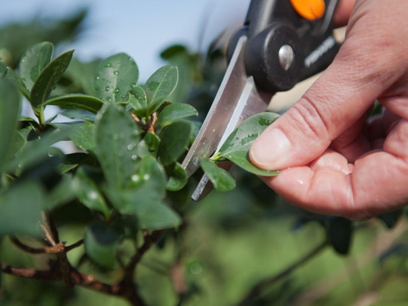 Pruning a bonsai tree