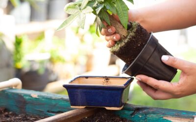 Why We Prefer Ceramic Bonsai Pots Over Glass and Plastic