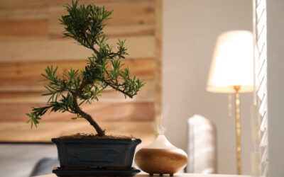 How I Picked the Perfect Bonsai Pot (and How You Can Too)