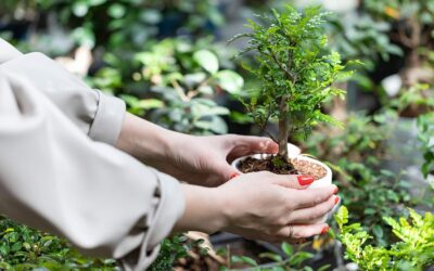 The Bonsai Fertilizer That We’ve Been Using to Keep Our Bonsai Thriving