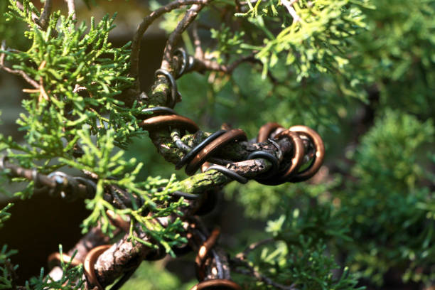 Japanese bonsai wrapped in copper wire