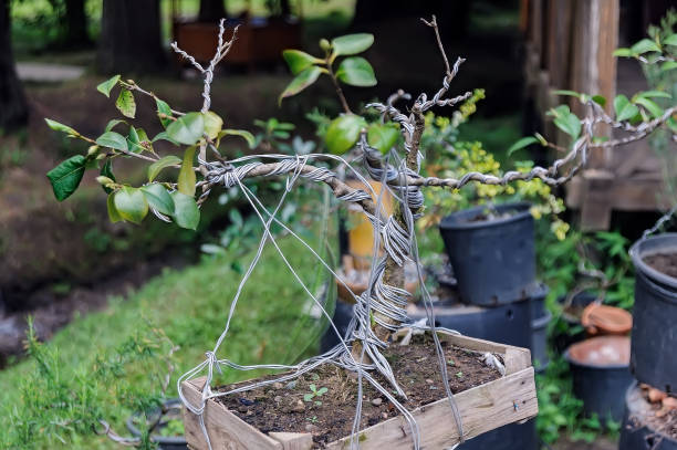 Bonsai wrapped in aluminum wire