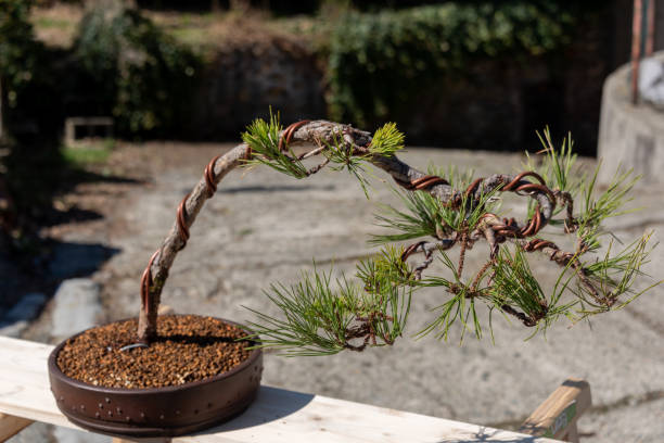 bonsai tree wrapped in copper wire