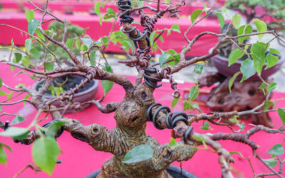 Wiring Your Bonsai Tree: A Complete Guide to Crafting the Perfect Shape