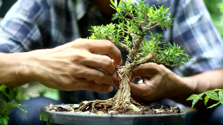 man wiring bonsai