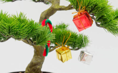 How to Gift a Bonsai Tree That Feels Thoughtful and Special This Christmas