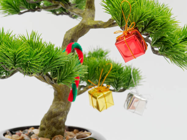 How to Gift a Bonsai Tree That Feels Thoughtful and Special This Christmas