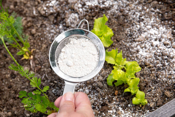 Gardener sprinkle Diatomaceous earth