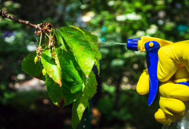 treating leaves with a fungicide against thrips