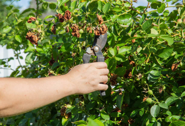 an individual pruning leaves infected by thrips on plants 