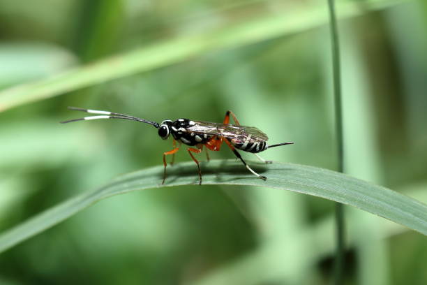 parasitic Wasp