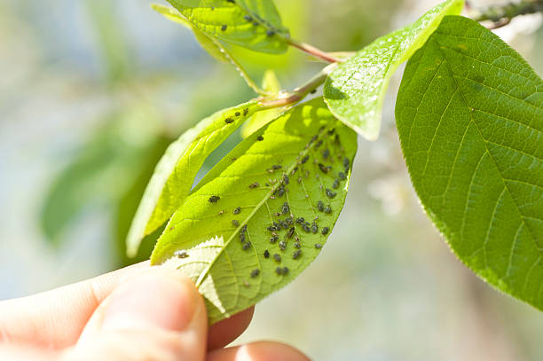 individual is checking leafs for thrips poops