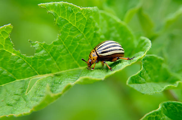 Colorado beetle eats a potato leaves 