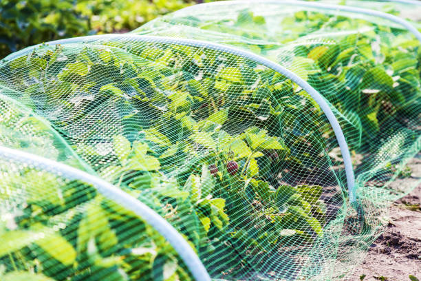 plants covered with protective mesh from thirps