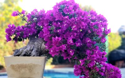 13 Breathtaking Purple and Pink Bonsai Trees with Expert Care Tips