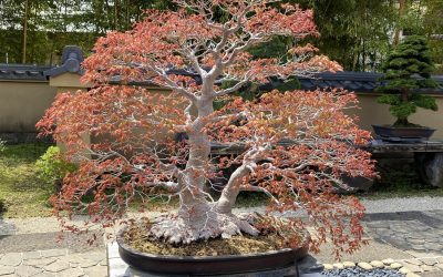Coral Bark Japanese Maple Bonsai: HookedOnBonsai’s Complete Guide
