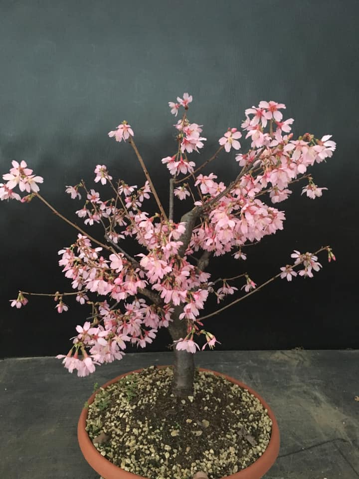 Okame Cherry
