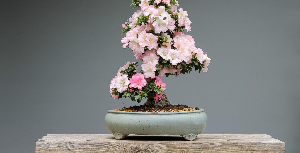 Sakura Cherry