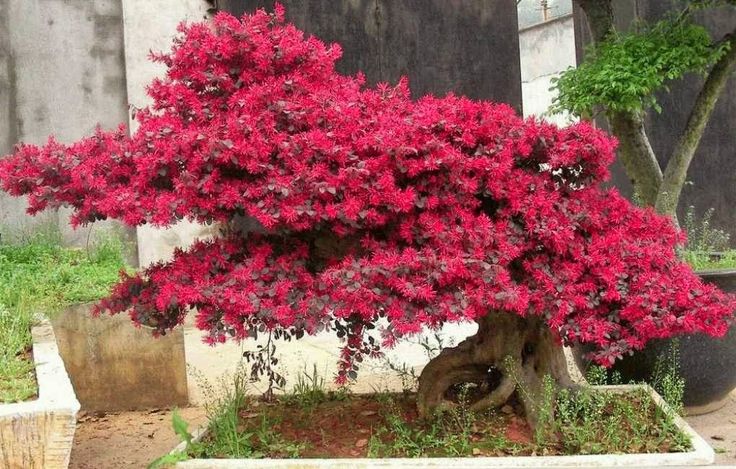 Chinese Fringe Flower (Loropetalum)