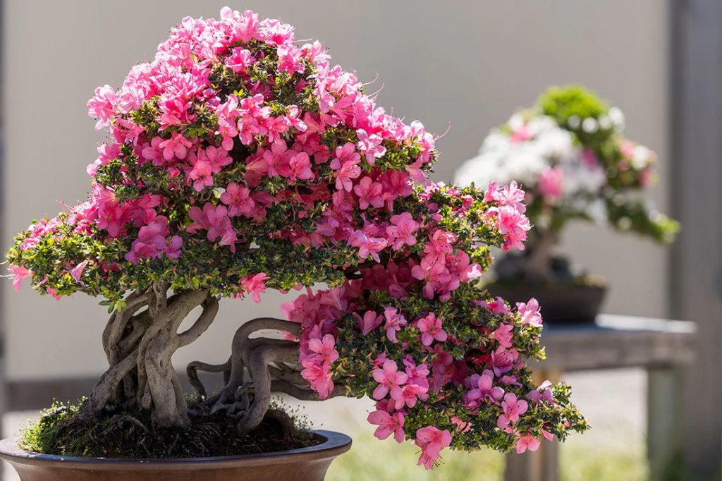 Pink Azalea