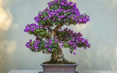 Make Your Blue Jacaranda Bonsai Bloom With This Complete Care Guide